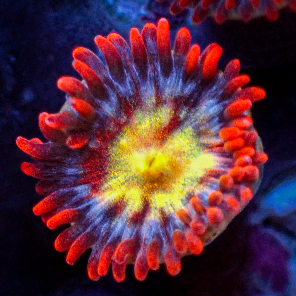 Flaming Fireballs Zoa (1 Polyp)