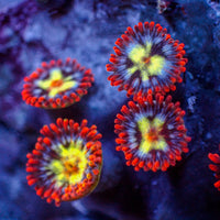 Flaming Fireballs Zoa (1 Polyp)
