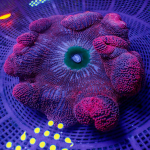 WYSIWYG Large Passion Purple Pink Haddoni Carpet Anemone (7-9”, Unique)