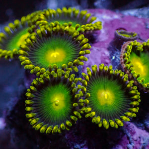 Green Bay Packers (10-15 Polyps colony)