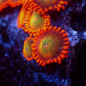 Mango Fusion Zoa (2-3 Polyps)