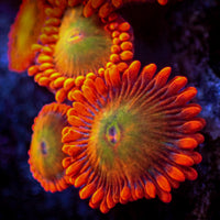 Mango Fusion Zoa (2-3 Polyps)
