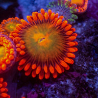 Mango Fusion Zoa (2-3 Polyps)
