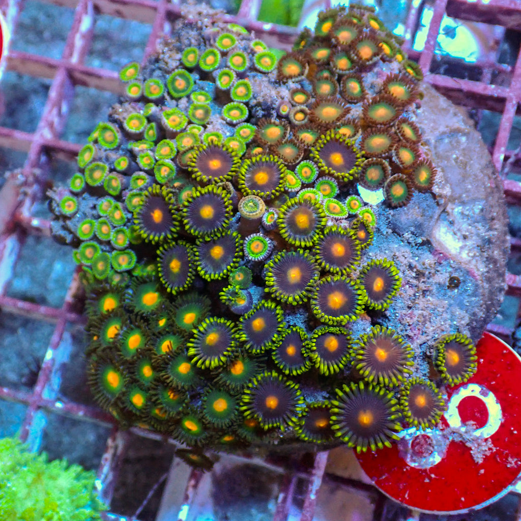 WYSIWYG Rainbow Zoa Combo Colony - Corals Anonymous
