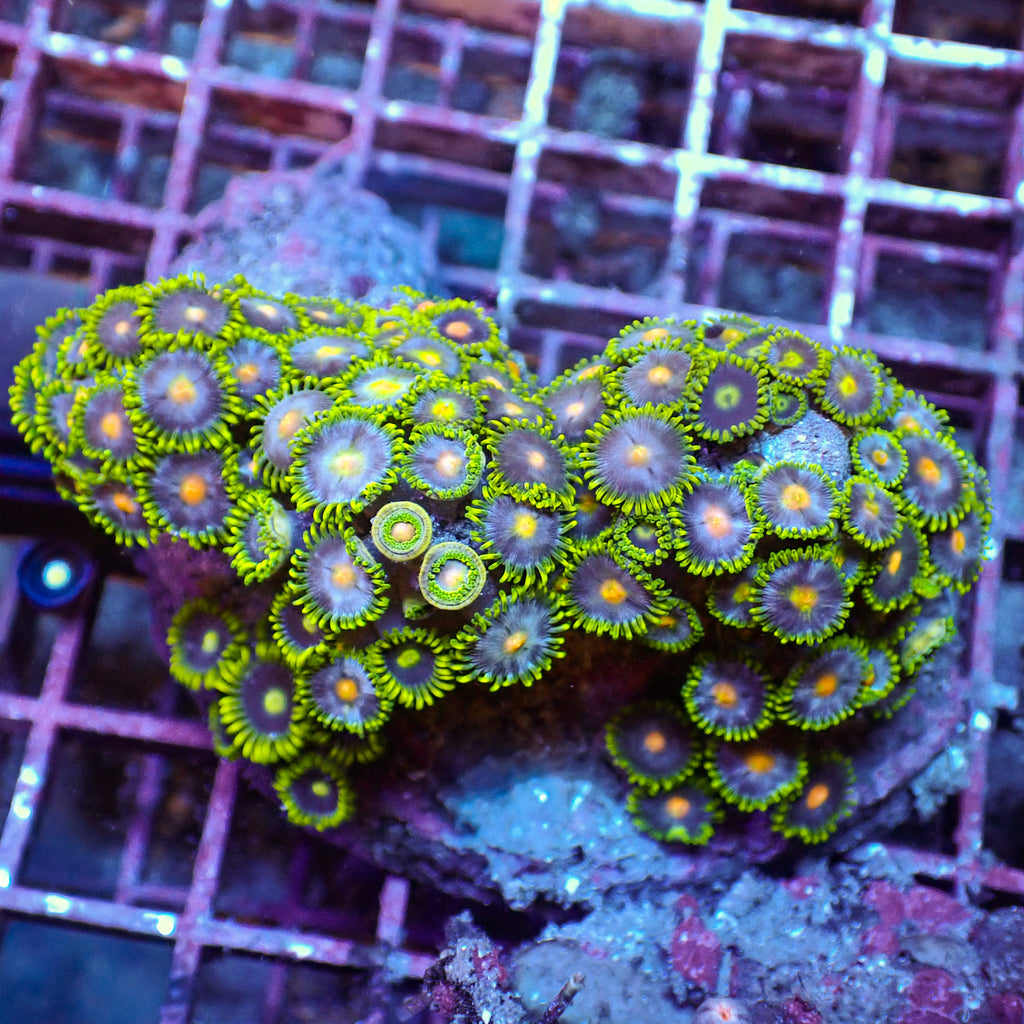 WYSIWYG Blowpop Zoa Colony - Corals Anonymous