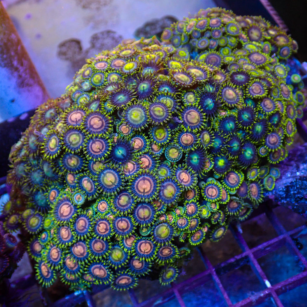 WYSIWYG XL Rainbow Zoa Combo Colony (5-6") - Corals Anonymous