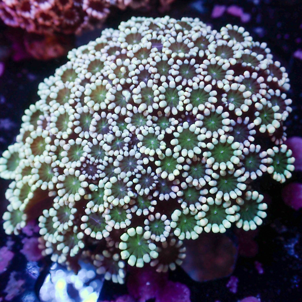 WYSIWYG Green Mouth Alveopora Colony (3-4") - Corals Anonymous