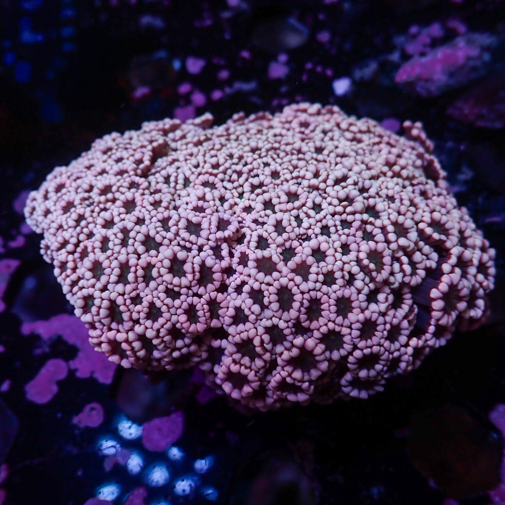 WYSIWYG Aussie Pink Passion Alveopora Colony (2-3") - Corals Anonymous