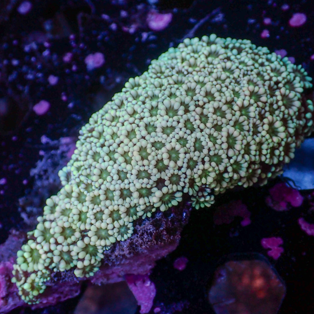 WYSIWYG Green Mouth Alveopora Colony (3-4") - Corals Anonymous