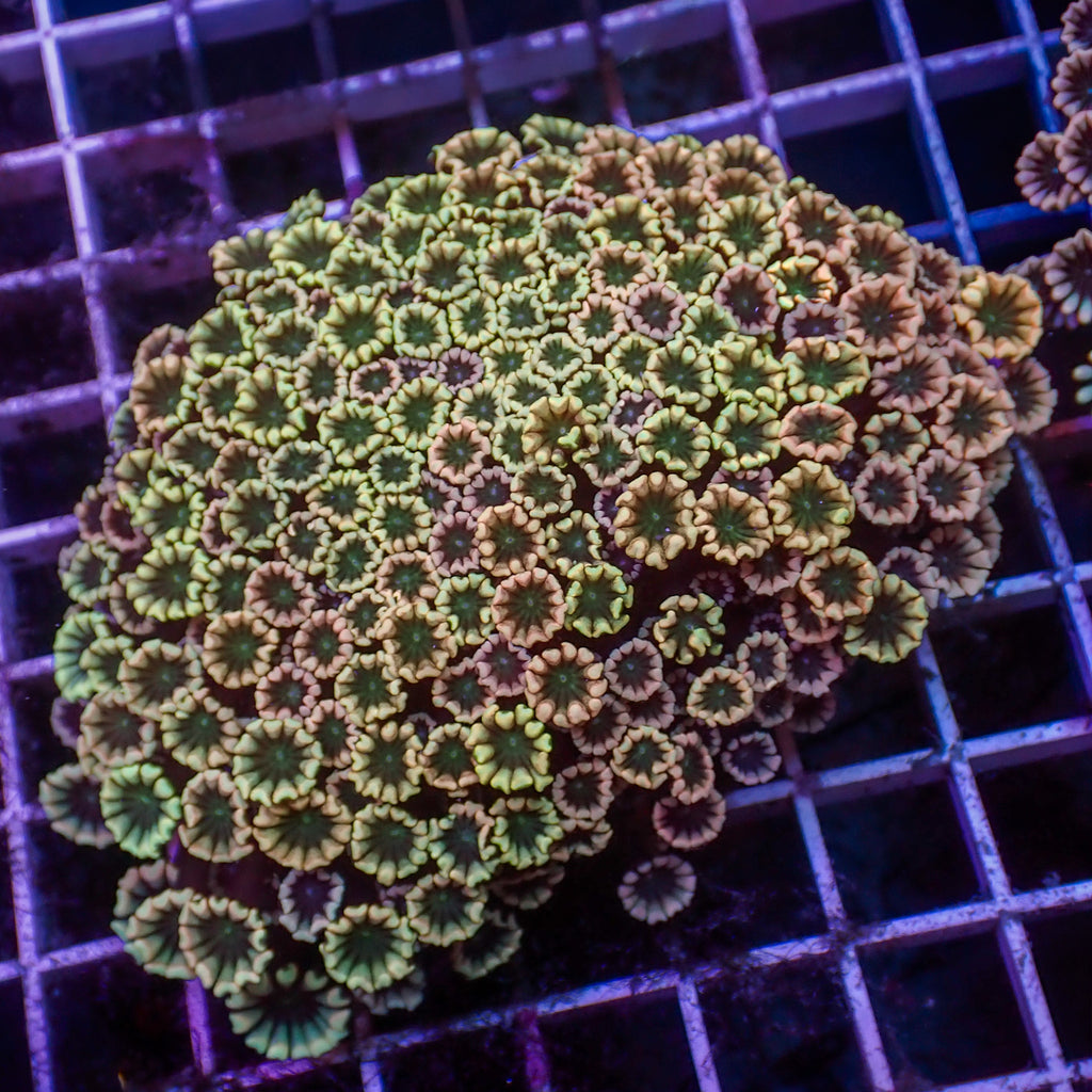 WYSIWYG Aussie Rainbow Hippie Love Alveopora Colony (4-5") - Corals Anonymous