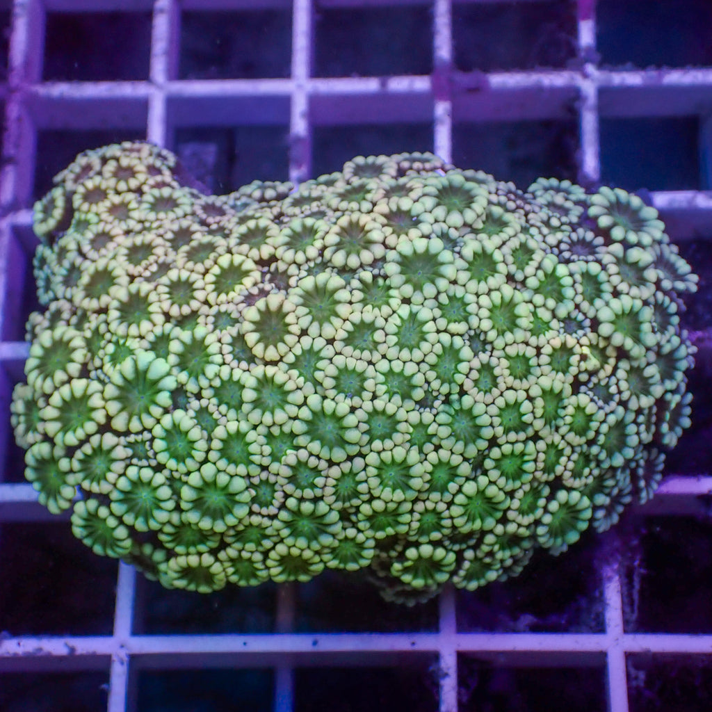 WYSIWYG Green Mouth Alveopora Colony (2-3") - Corals Anonymous