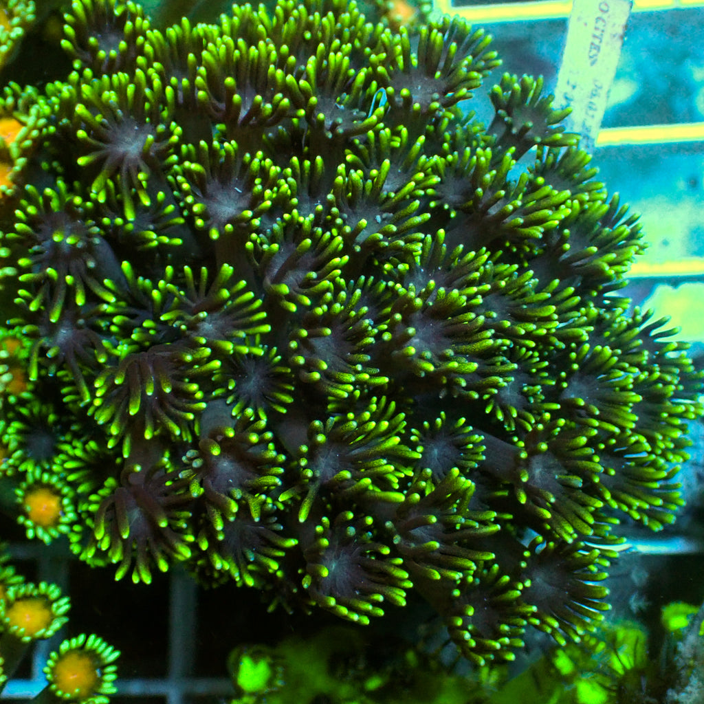 Green Tip Goniopora (0.5-1" Frag) - Corals Anonymous