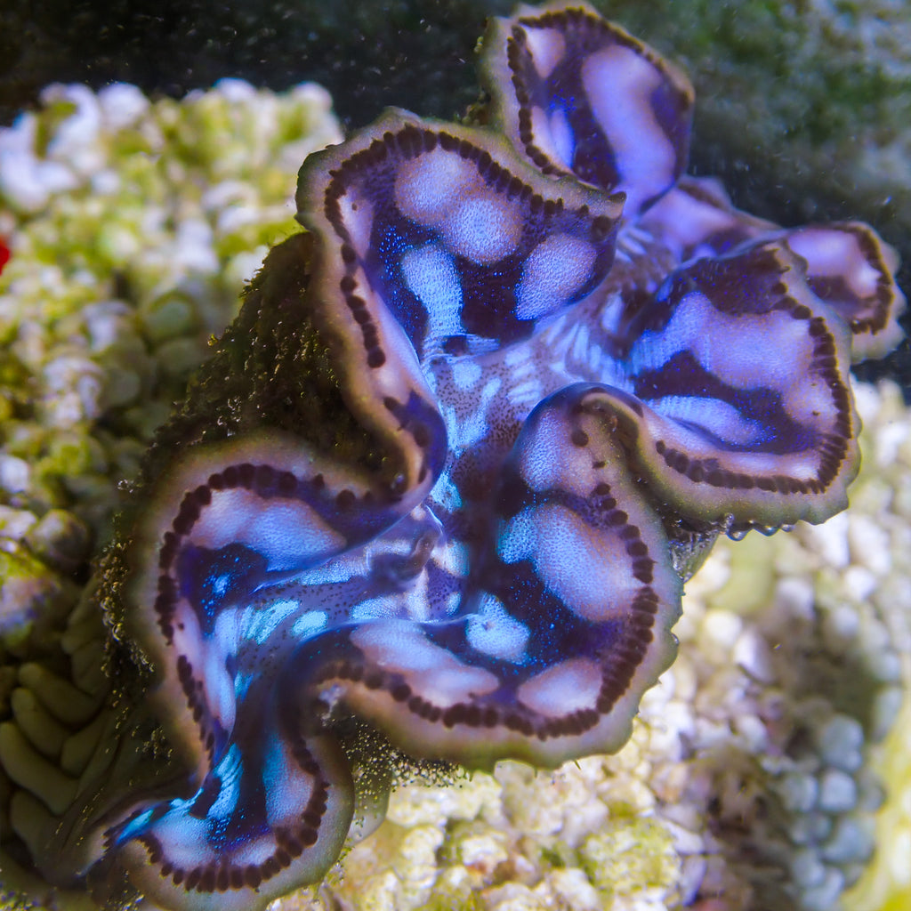 WYSIWYG Ultra Blue Maxima Clam (1.5-2") - Corals Anonymous