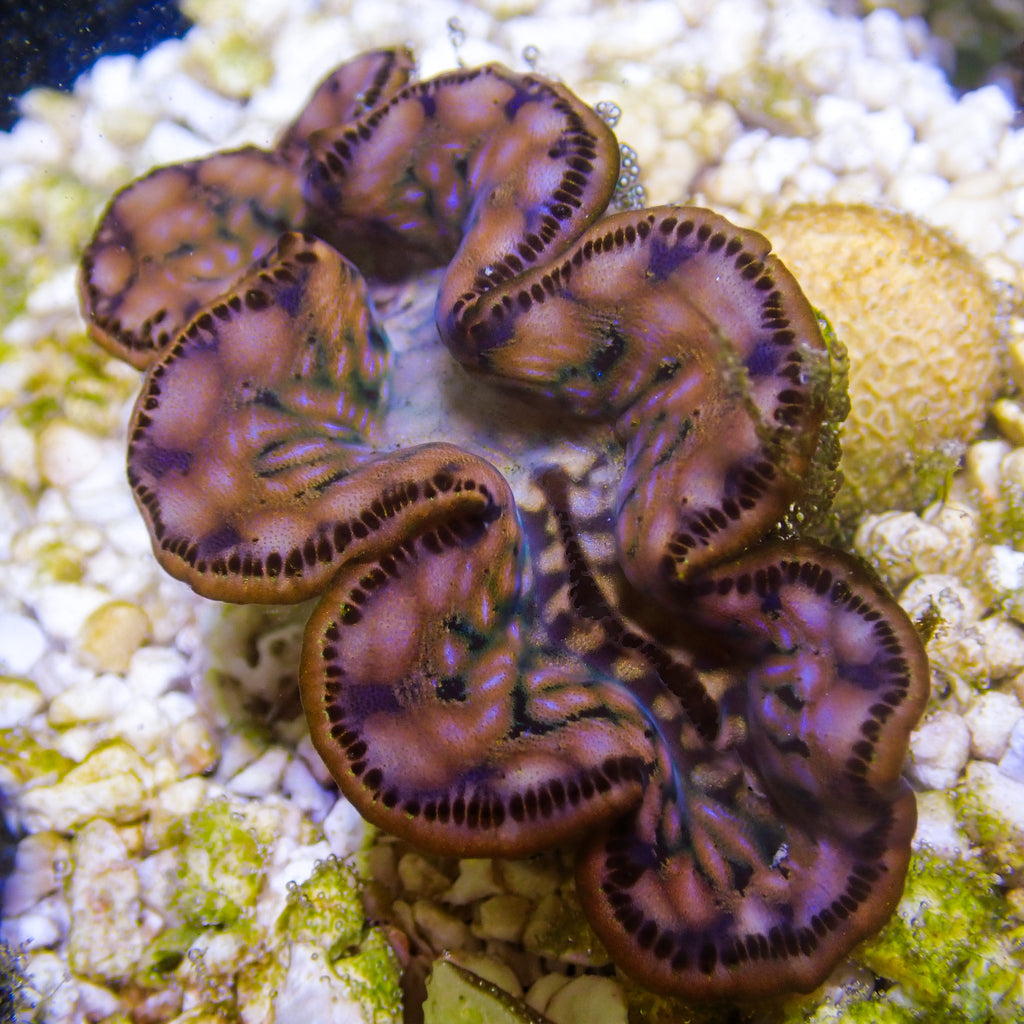 WYSIWYG Multicolor Maxima Clam (1.5-2") - Corals Anonymous