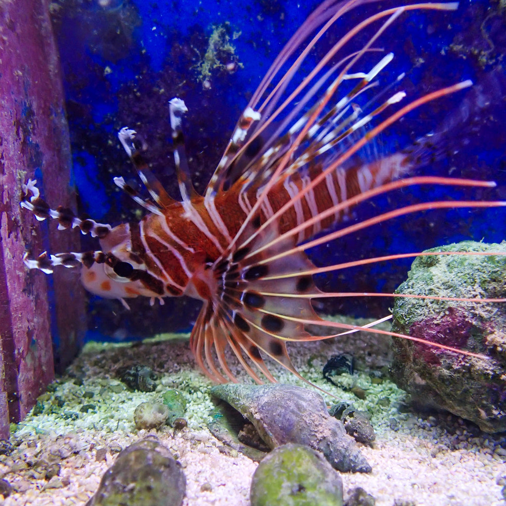 WYSIWYG Red Dwarf Lion Fish ( 2.5-3.5", Venomous) - Corals Anonymous