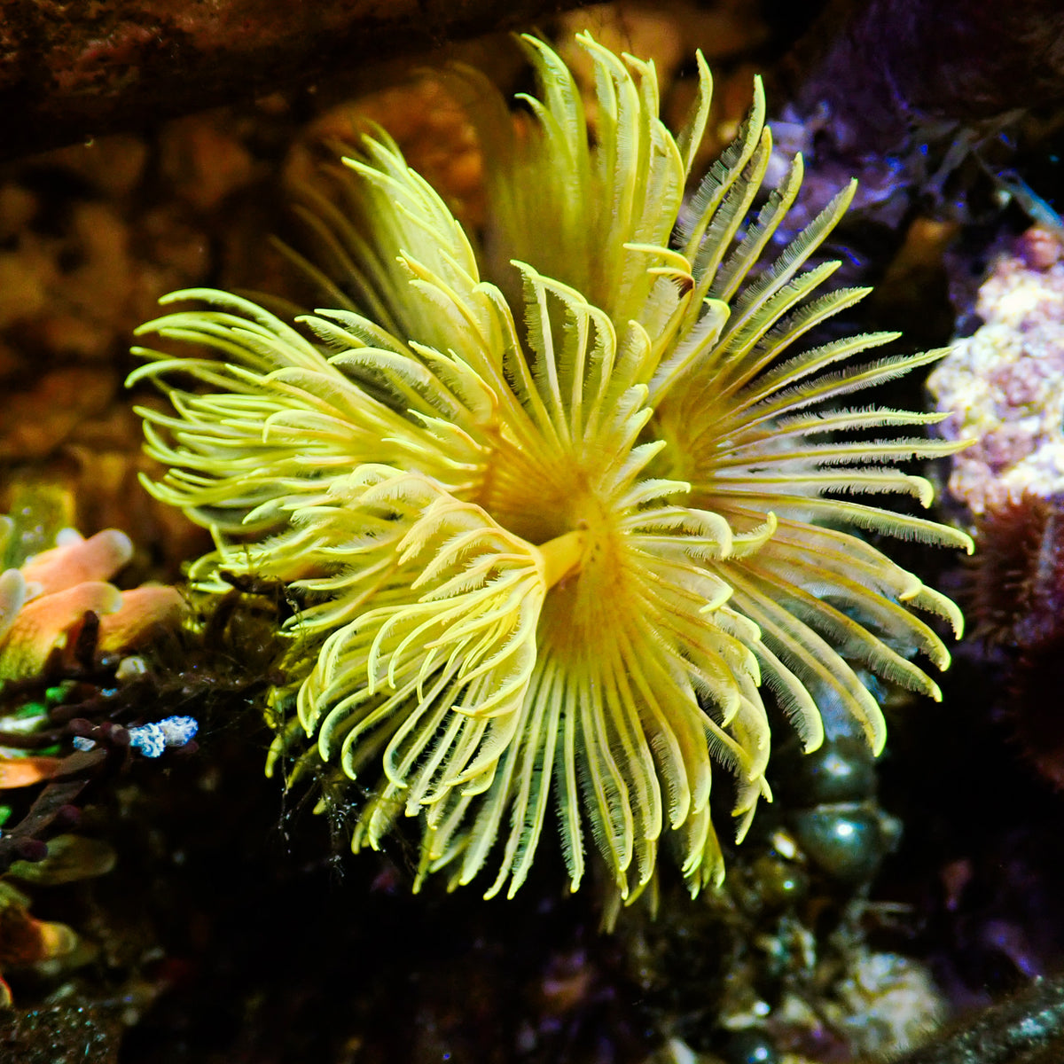Golden Yellow Feather Duster Fan Worm - Corals Anonymous