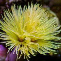Golden Yellow Feather Duster Fan Worm - Corals Anonymous
