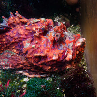 WYSIWYG Behemouth Ultra Red Devil Scorpionfish (10-12") - Corals Anonymous
