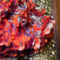 WYSIWYG Behemouth Ultra Red Devil Scorpionfish (10-12") - Corals Anonymous
