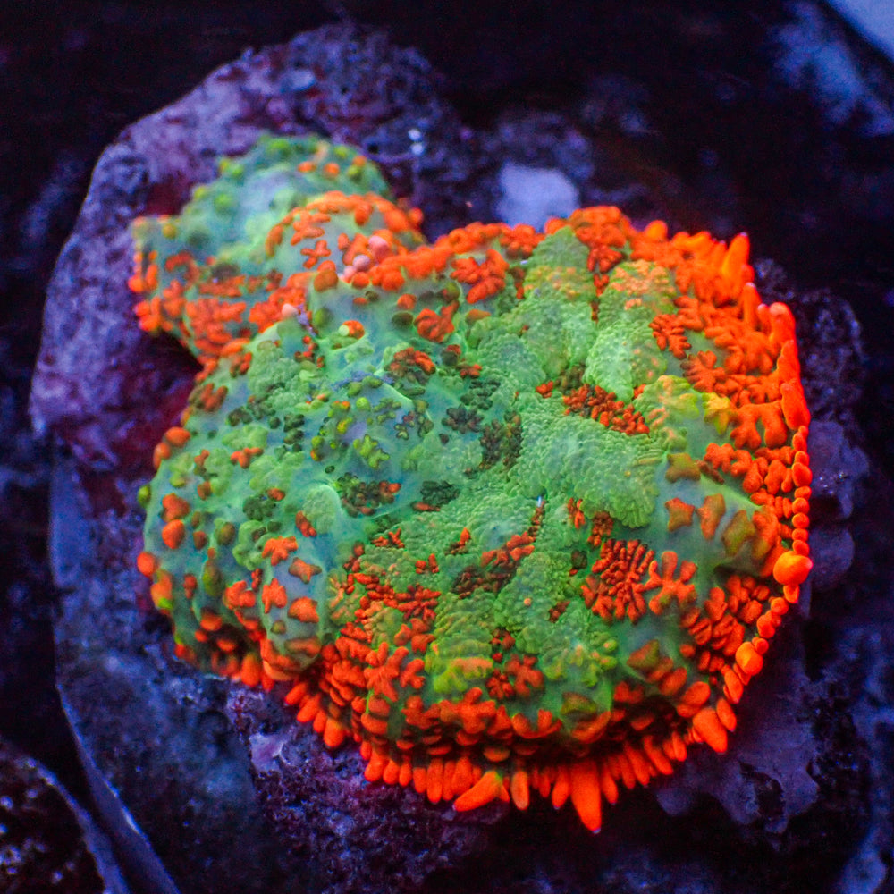 WYSIWYG Sunset Picasso Rhodactis Mushroom Combo (2 Polyps)