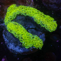 WYSIWYG Neon Green Wall Hammer (4-5")