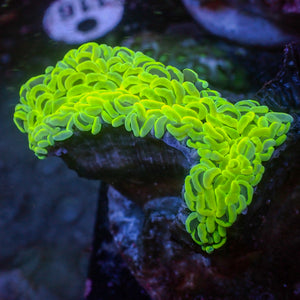 WYSIWYG Neon Green Wall Hammer (3-4")