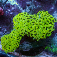 WYSIWYG Neon Green Wall Hammer (4-5")