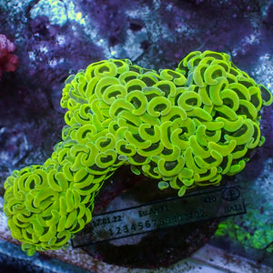 WYSIWYG Neon Green Wall Hammer (4-5")