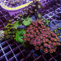 WYSIWYG Rainbow Zoa Mushroom Combo Rock Colony (5-6”)