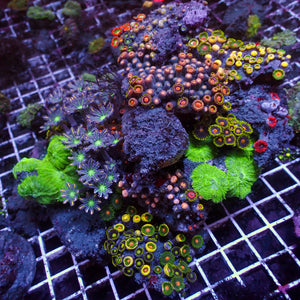 WYSIWYG XL Rainbow Zoa Cloves Combo Rock Colony (7-9”)