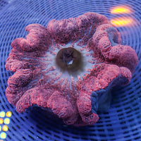 WYSIWYG Pink Haddoni Carpet Anemone (6-10")
