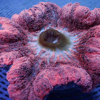 WYSIWYG Pink Haddoni Carpet Anemone (6-10")
