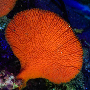 WYSIWYG Orange Fan Sponge (3-4")(Axinella bookhouti)