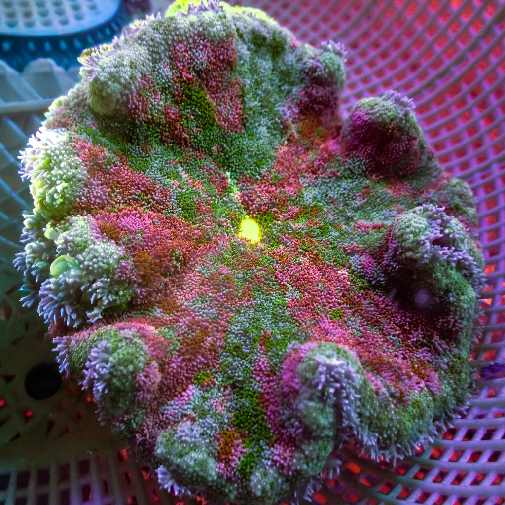 WYSIWYG Grape Sour Ultra Rainbow Carpet Anemone (Rare, 3-5") - Corals Anonymous