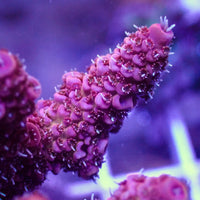 Pink Acropora (1” Frag) - Corals Anonymous
