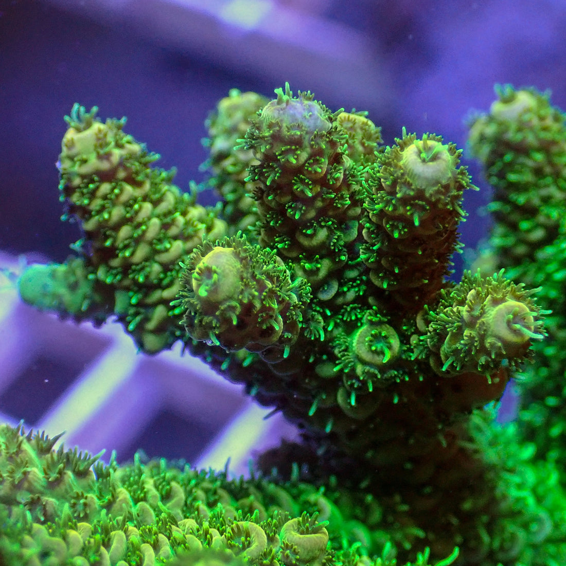 Aussie Neon Green Acropora (1” frag) - Corals Anonymous