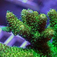 Aussie Neon Green Acropora (1” frag) - Corals Anonymous
