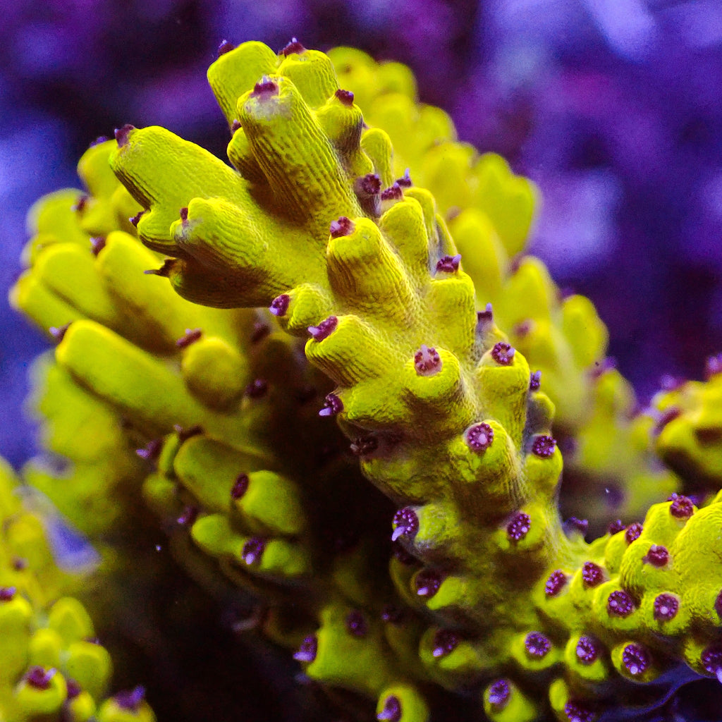 Pikachu Acropora (1” Frag) - Corals Anonymous