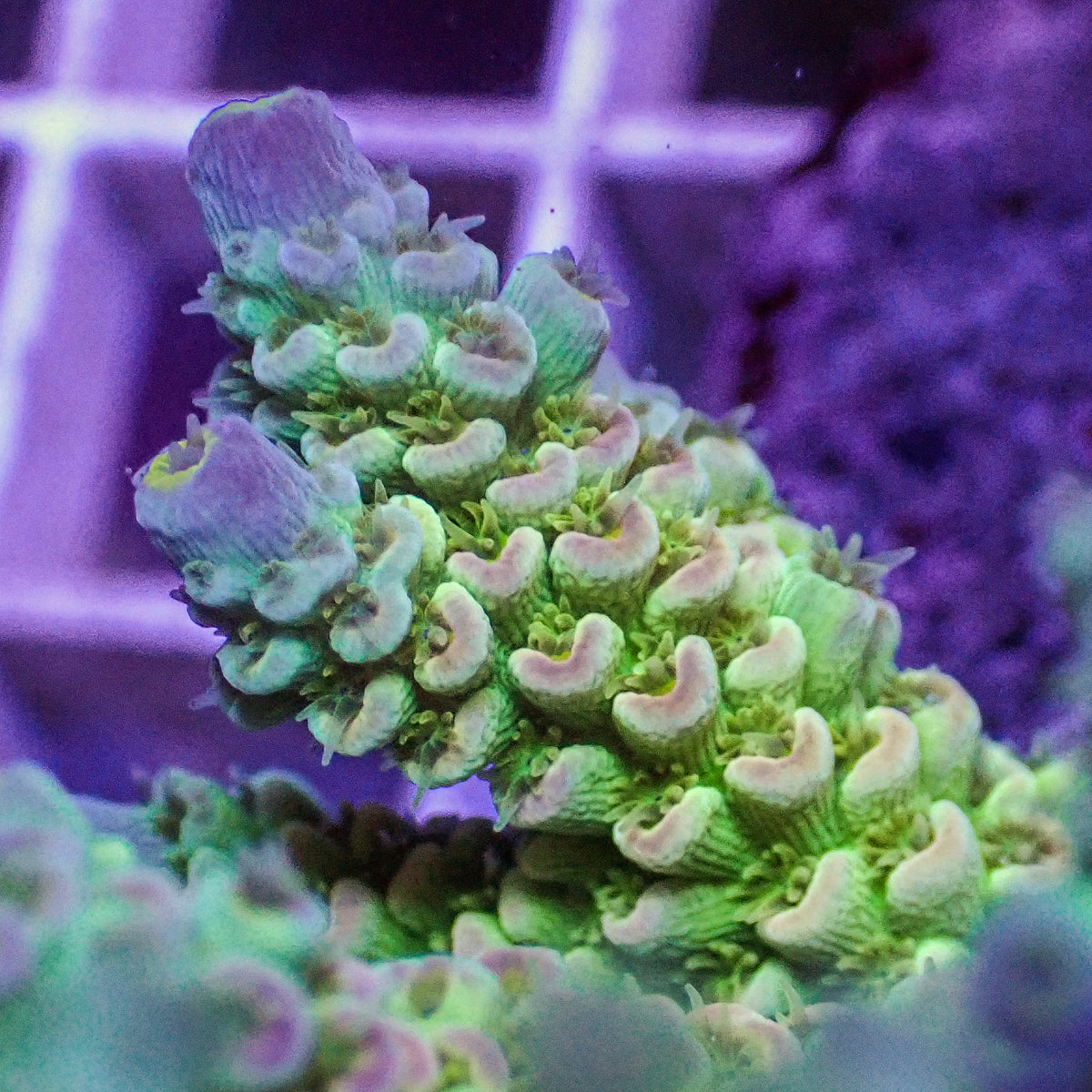 Rainbow Sherbet Surprise Acropora (1” Frag) - Corals Anonymous