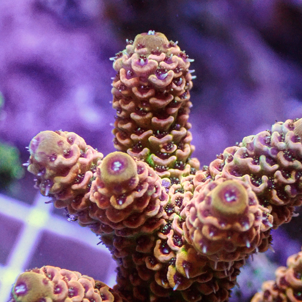 Strawberry Peach Acropora (1” frag) - Corals Anonymous
