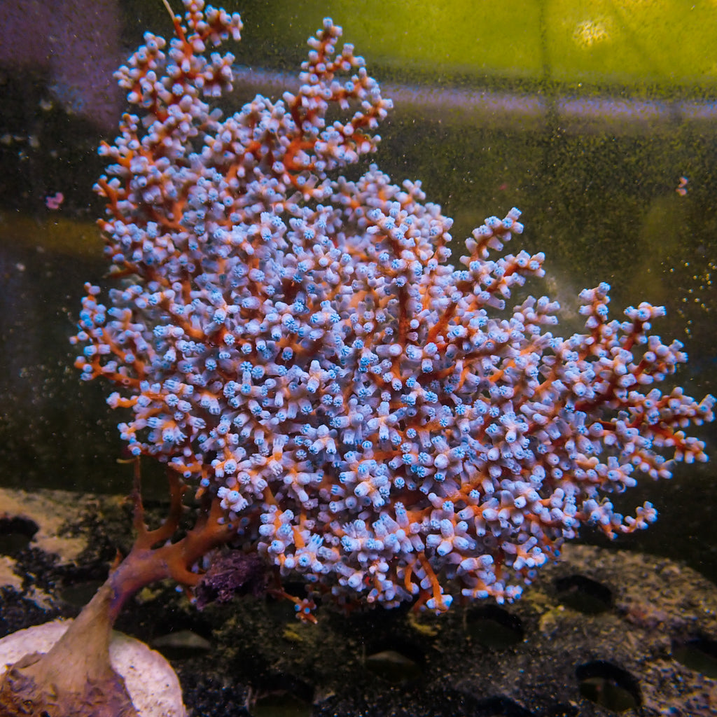 WYSIWYG Blueberry Gorgonian Colony (5-6") - Corals Anonymous