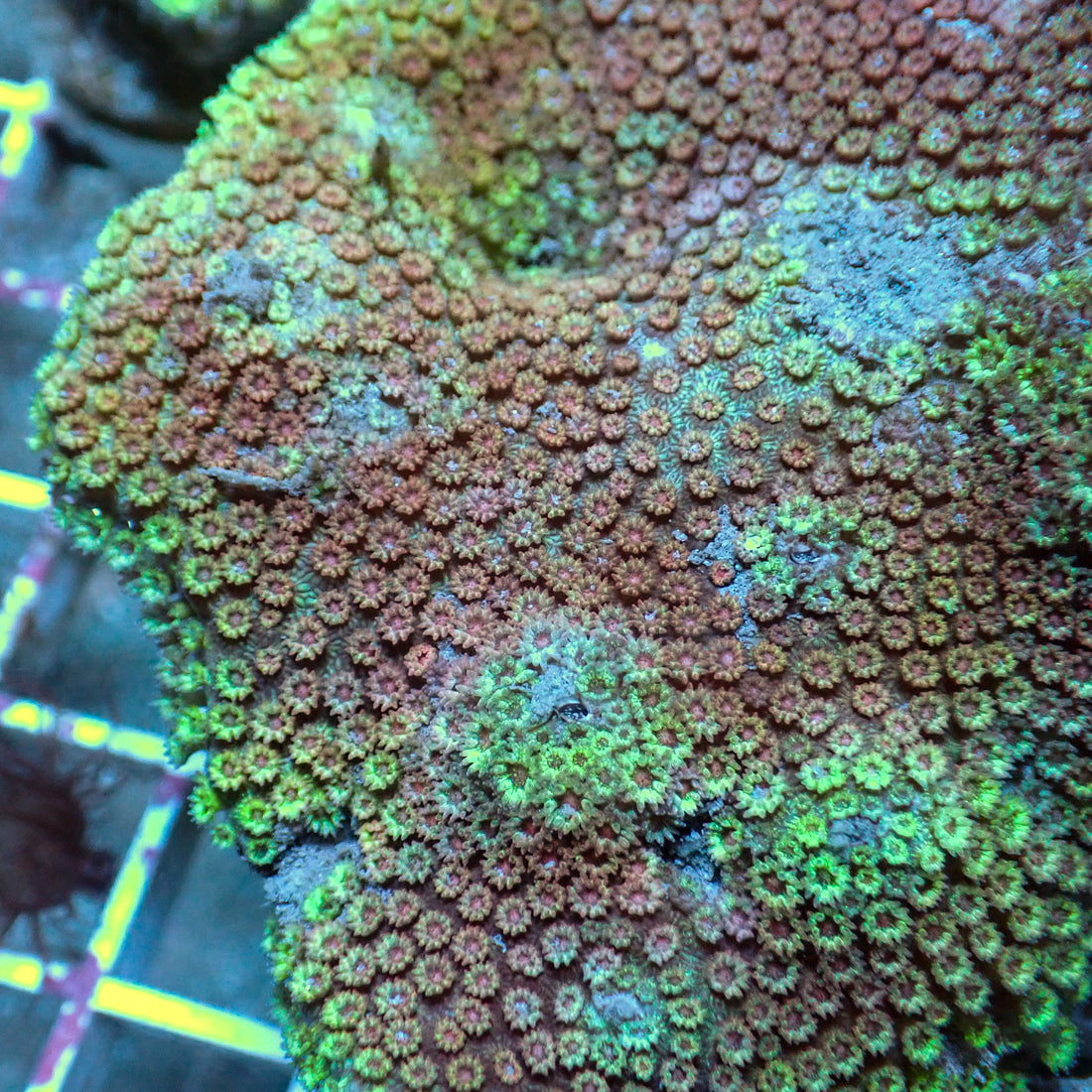 Kiwi Strawberry Micro Goniopora (0.5-1” Frag) - Corals Anonymous