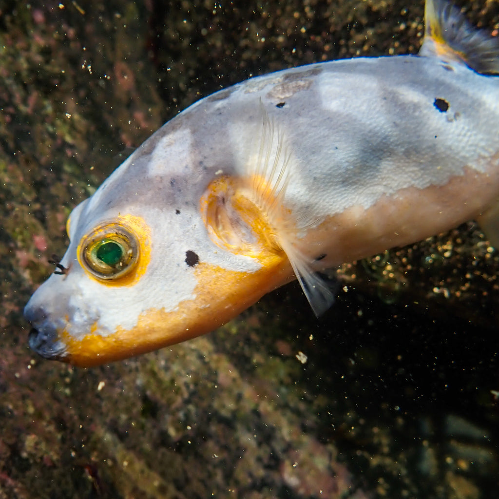 WYSIWYG Yellow Belly Dogface Pufferfish (6-7") - Corals Anonymous