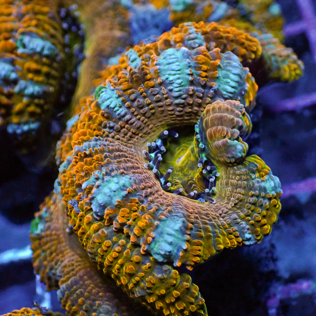 Peachy Pink Orange Acans (2-3 Polyps) - Corals Anonymous