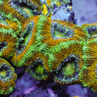 Green Rim Orange Acans (2-3 Polyps)