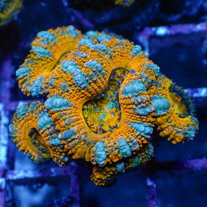 Tropic Orange Acans (2-3 Polyps)