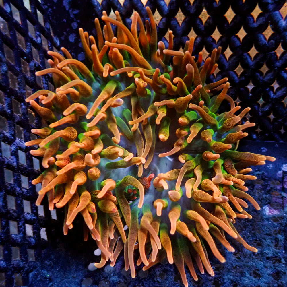 WYSIWYG Pacific Starfire Bubble Tip Anemone (3-5”)