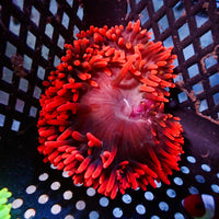 WYSIWYG CA Red Devil Bubble Tip Anemone (2-4")