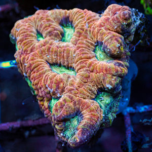 Blazing Hive Favia (1" Frag)