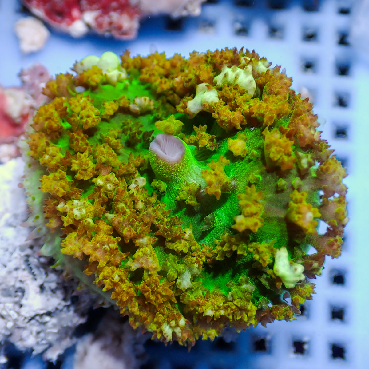Yellow St Thomas Mushroom - Corals Anonymous